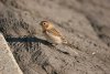 Snow Bunting at Canvey Island (Steve Arlow) (104994 bytes)